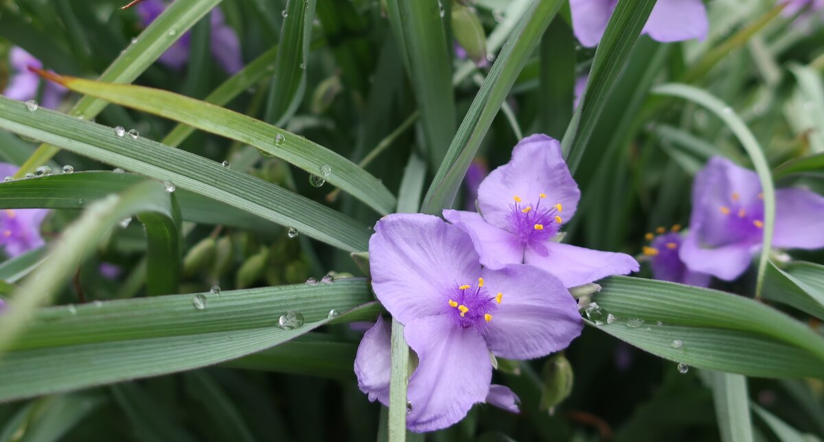 Садовая традесканция - Gen Vel