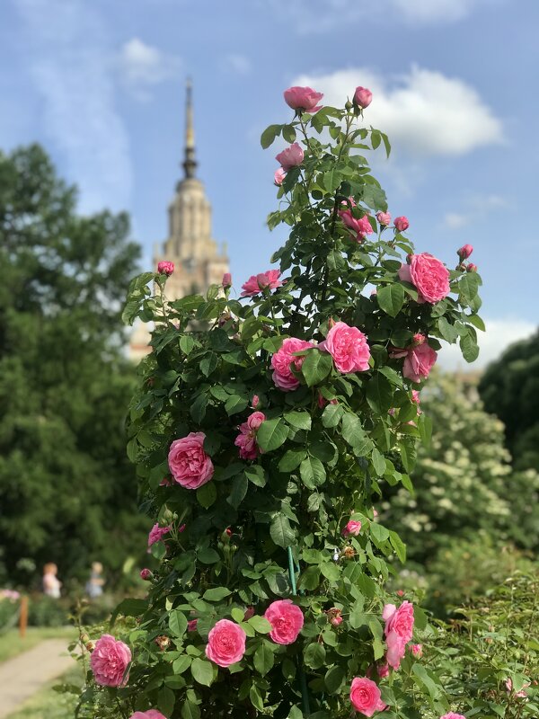 Розовые розы… - Любовь 