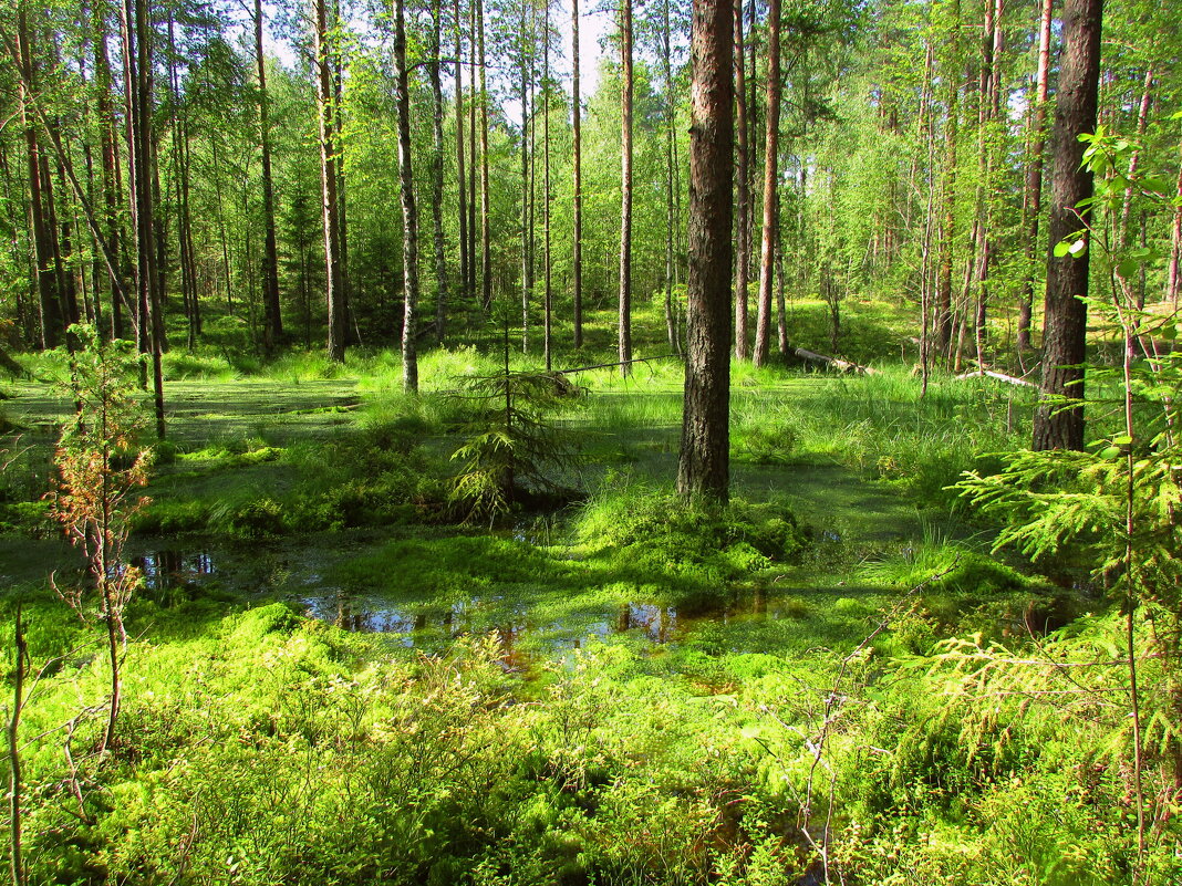 в лесу - irina в лесу - irina