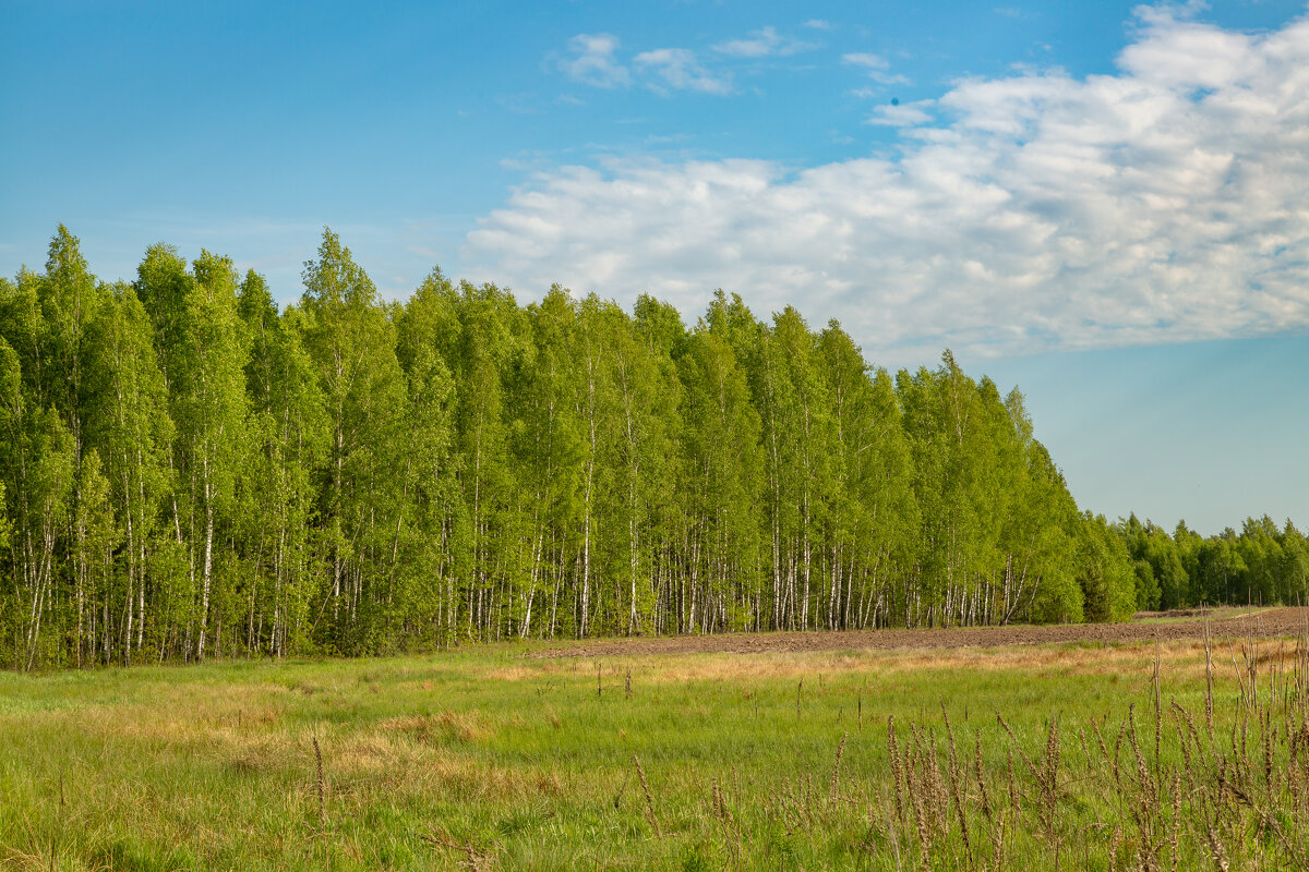 Весенний колорит. - Сергей Татаринов Весенний колорит. - Сергей Татаринов