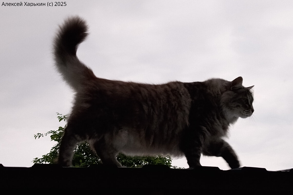 Кот на крыше - Алексей Харькин Кот на крыше - Алексей Харькин