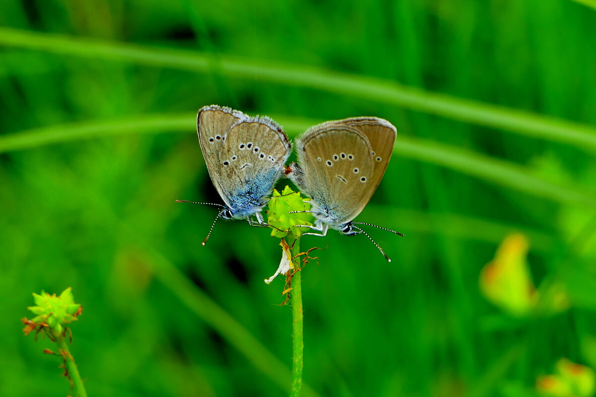 опять про бабочек 22 - Александр Прокудин опять про бабочек 22 - Александр Прокудин