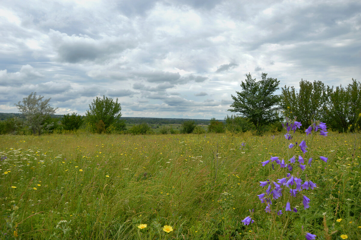 Степь... - Надежда Куркина Степь... - Надежда Куркина