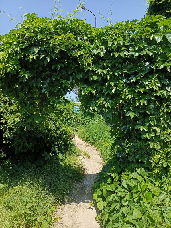 Живая арка - Татьяна Пальчикова