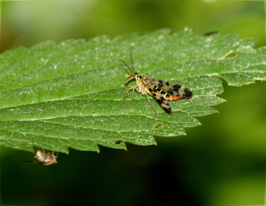 Скорпионница обыкновенная (лат. Panorpa communis) - Сергей Владимирович Егоров