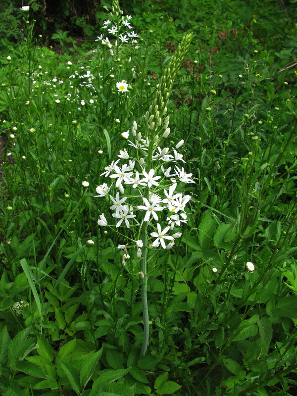 Птицемлечник цветёт - Людмила Смородинская Птицемлечник цветёт - Людмила Смородинская