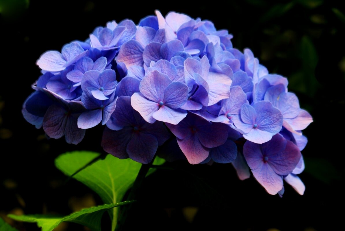 Гортензия - Юрий. Шмаков