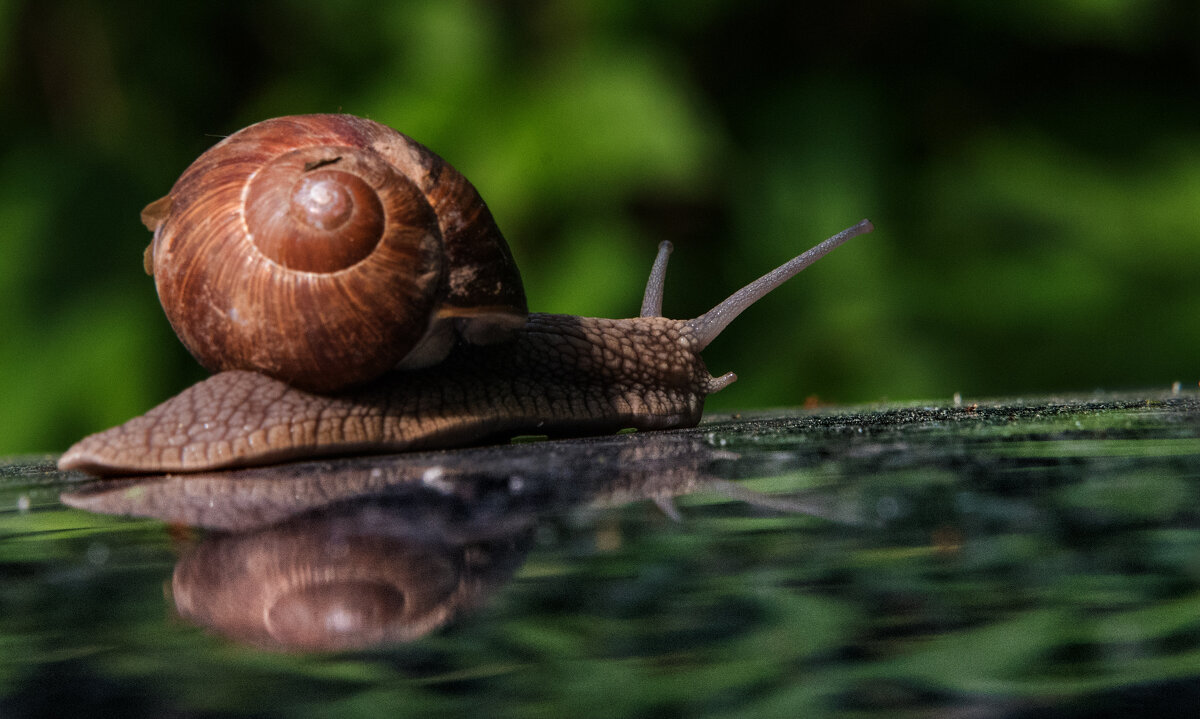 Путешествие улитки. - Владимир Безбородов Путешествие улитки. - Владимир Безбородов