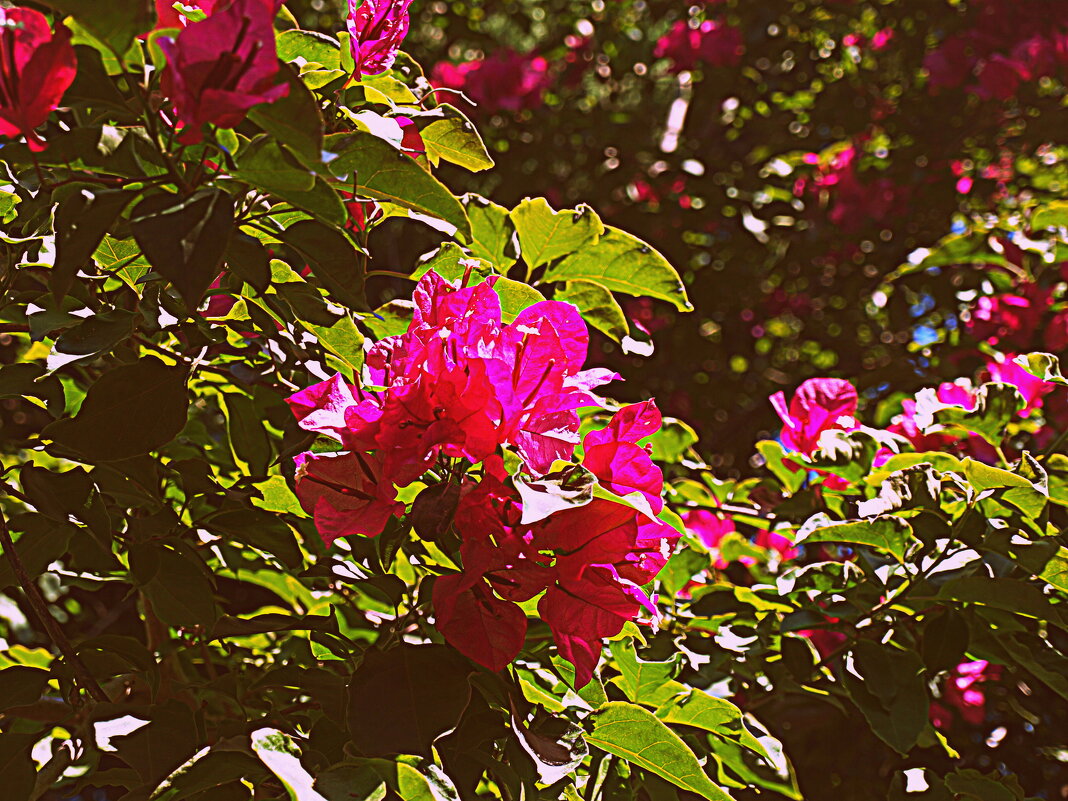 Барселона. - Владимир Драгунский Барселона. - Владимир Драгунский