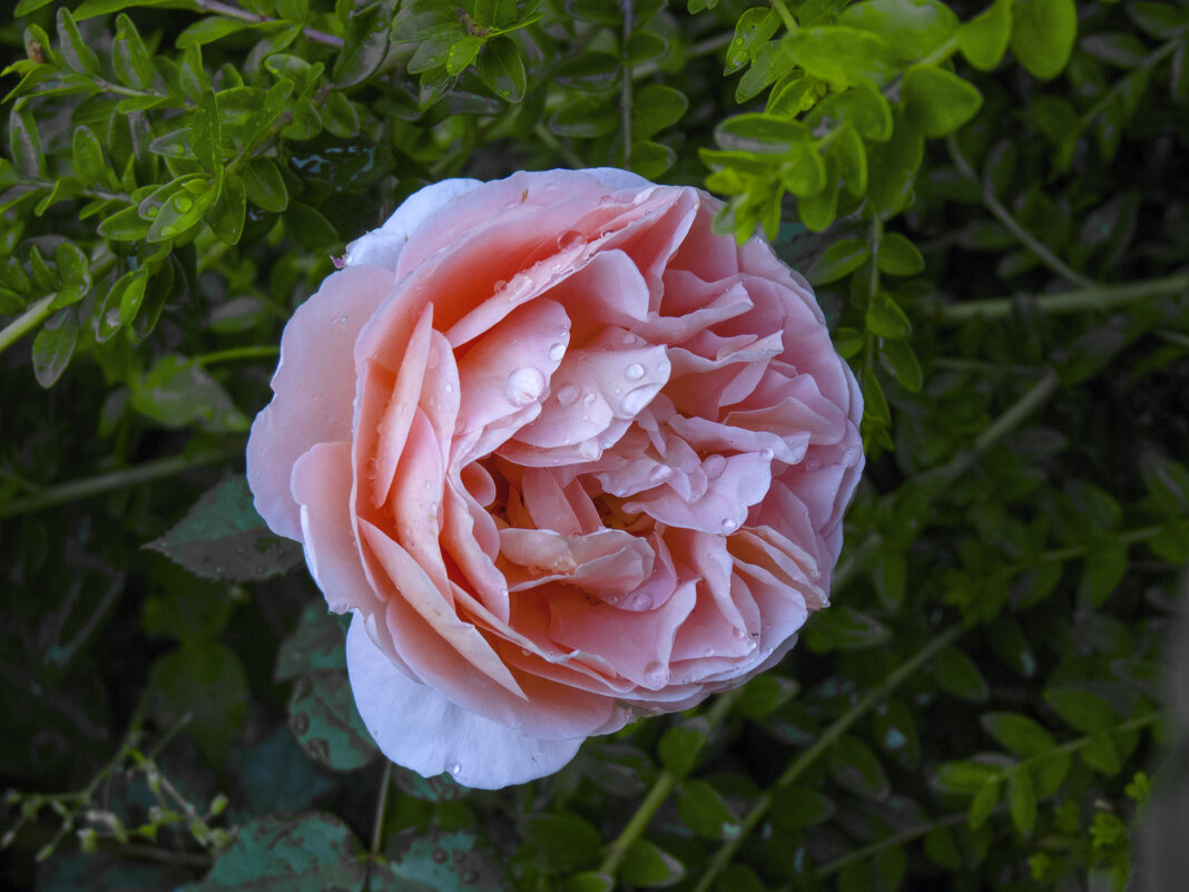 Розовая  роза,Абрахам  Дерби - Валентин Семчишин