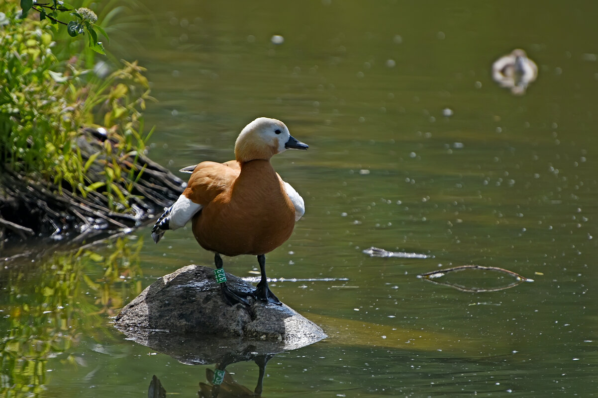 Весна в Ботаническом... - Наташа *****