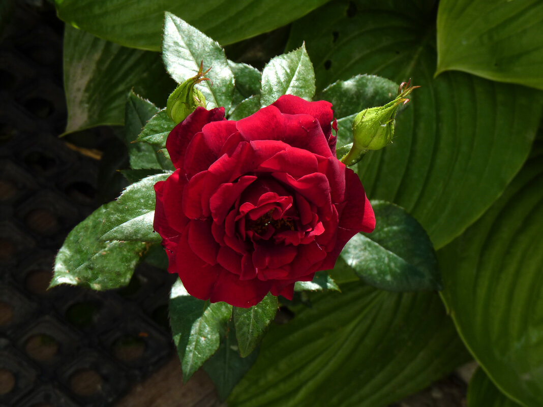 бархатная  роза - Валентин Семчишин