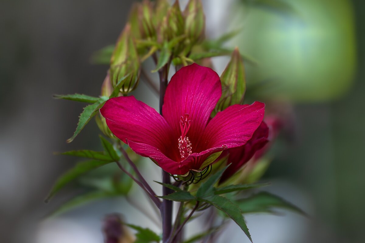 Гибискус - Игорь Сикорский