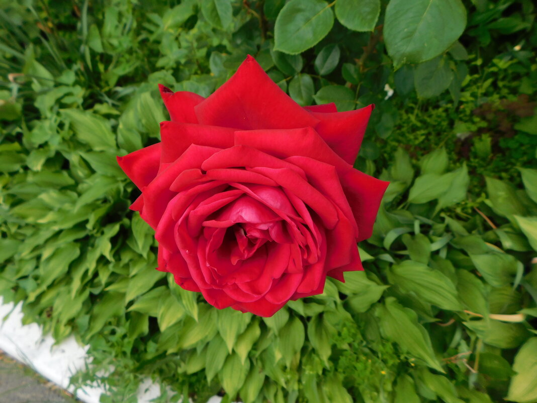 Красная роза чайно-гибридная - Наиля 