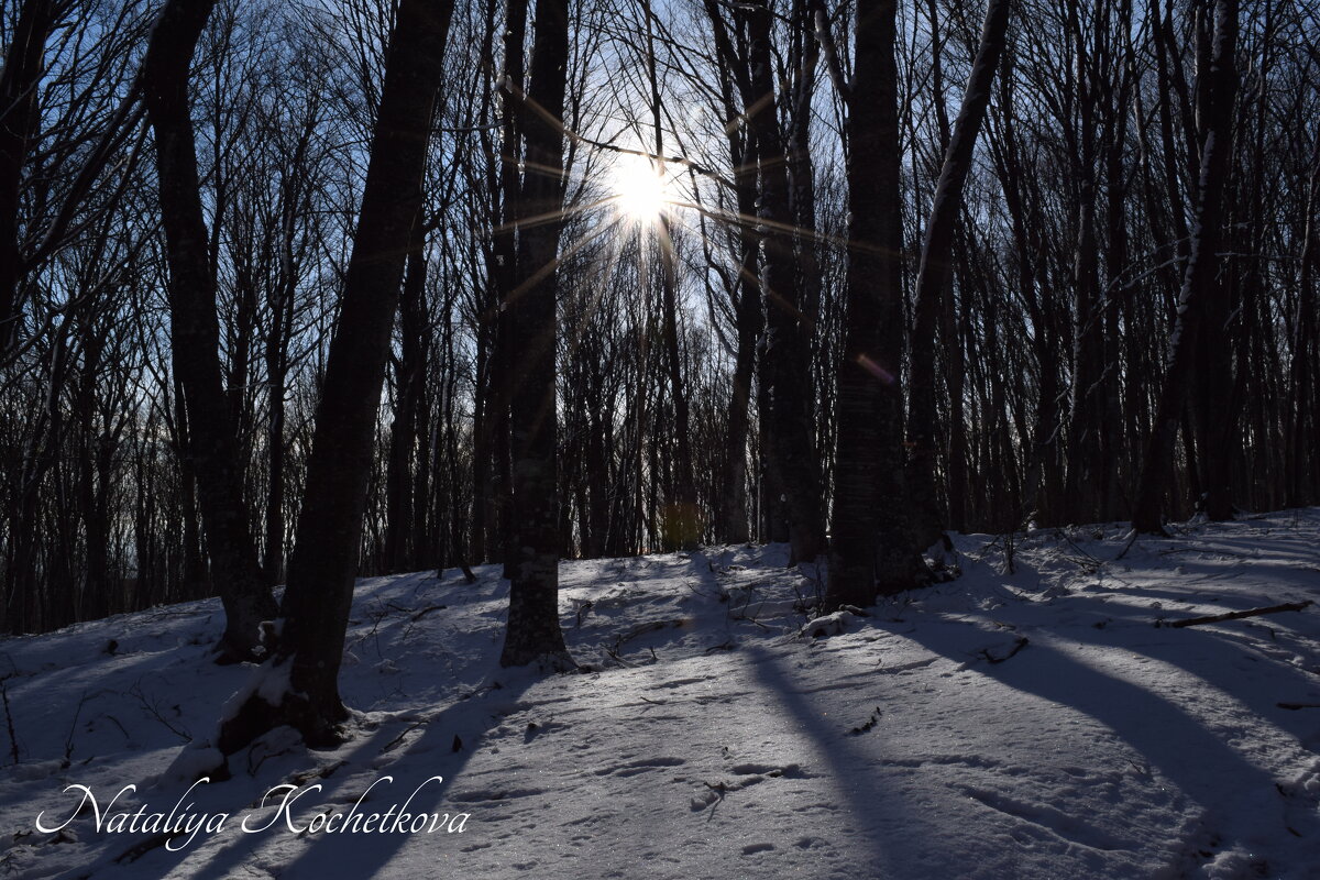 Природа Крыма - Amazing Cosmea