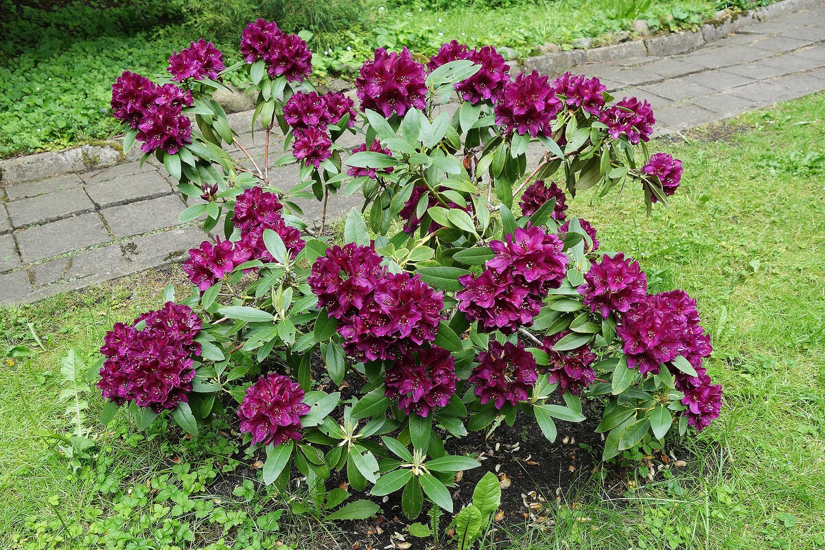 Рододендрон - Рита Симонова