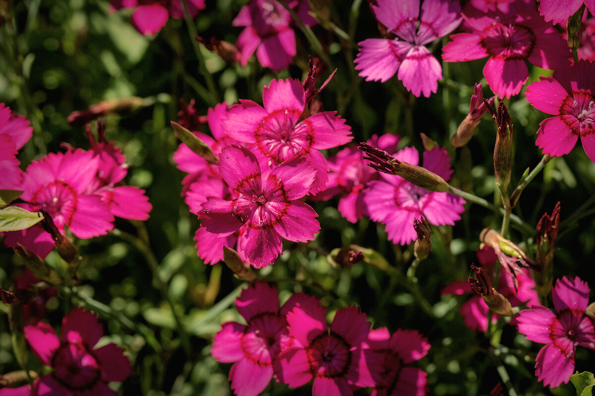 Гвоздички. - Лилия * Гвоздички. - Лилия *