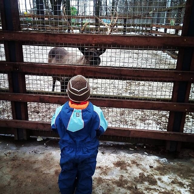 Олени на Елагином Острове - Alexandra Sakharova