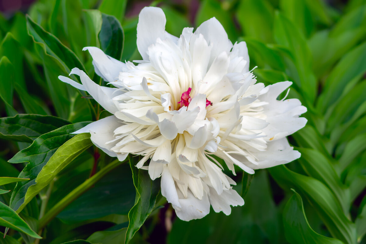 **** - Виталий Емельянов