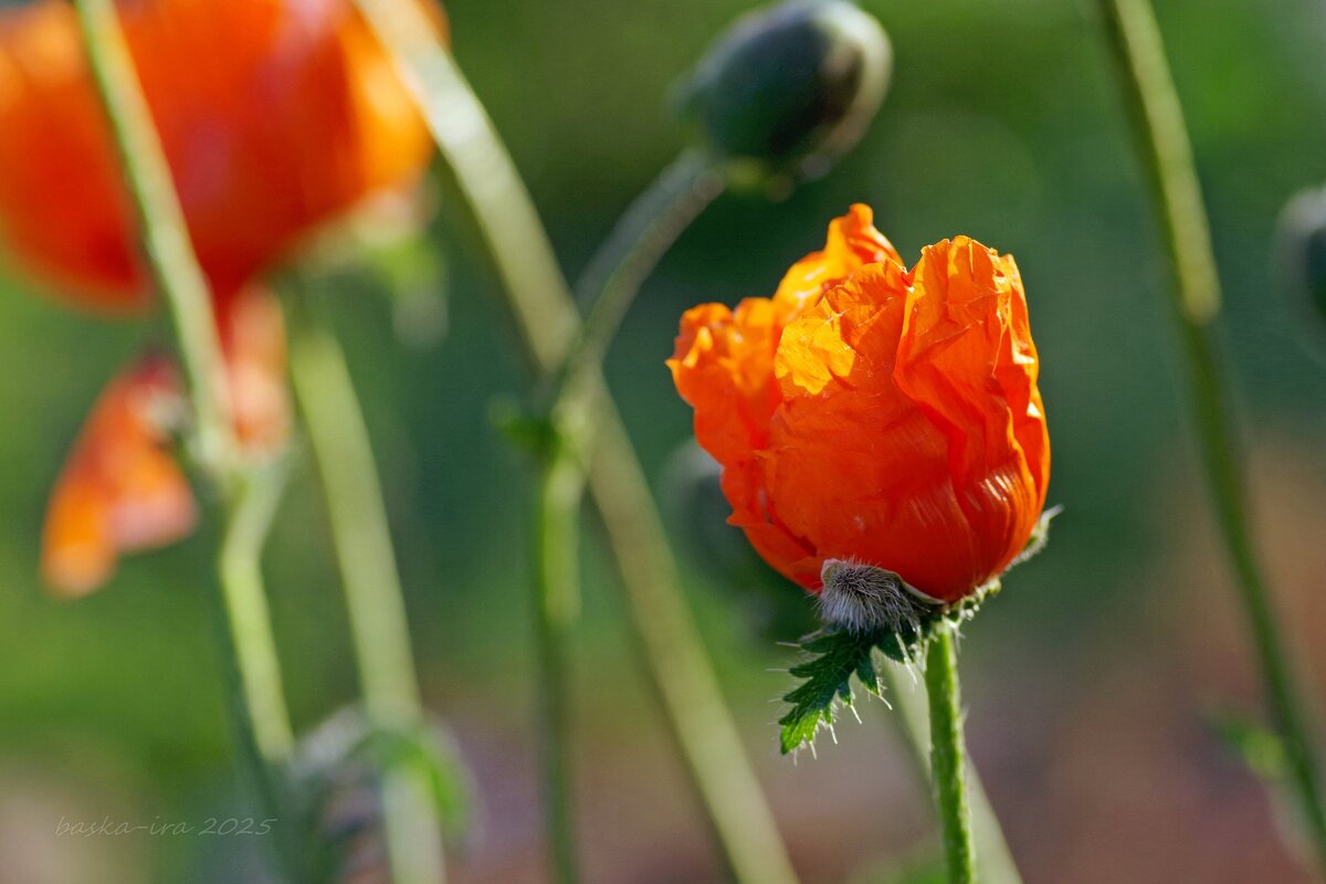 Маки, маки, красные маки... - Ирина Баскакова
