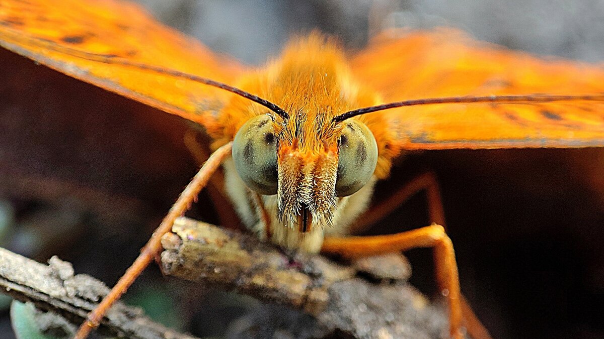Бабочка - Гуля Нагиева
