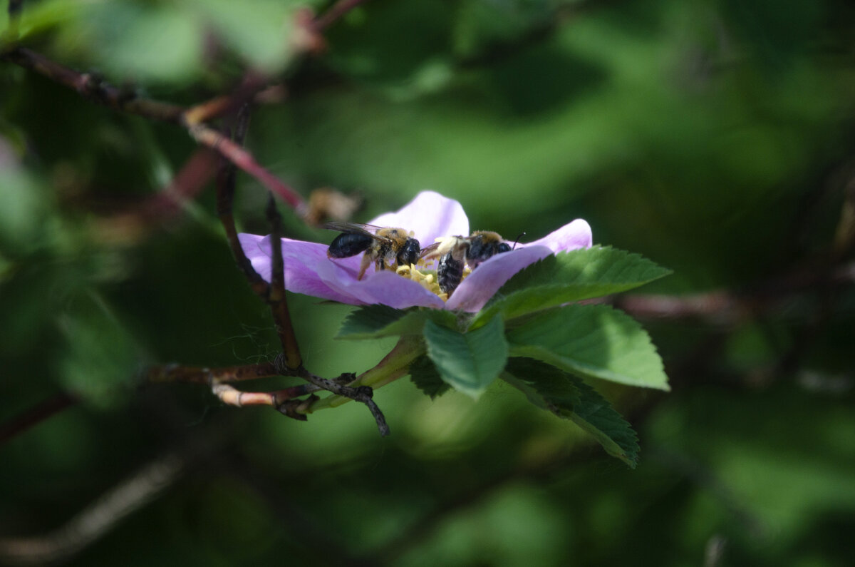 двое - Lyubov Busova