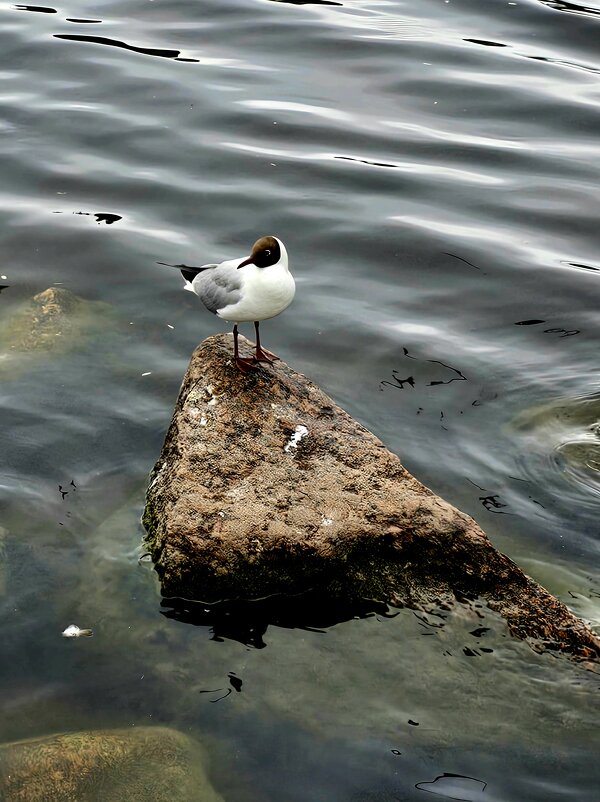 Смотритель порядка. - Галина Левина Смотритель порядка. - Галина Левина