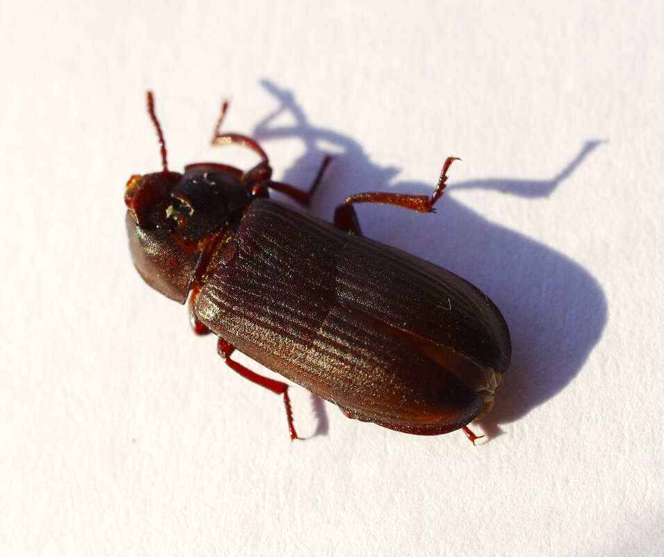 Увы !.. - Юрий Куликов Увы !.. - Юрий Куликов