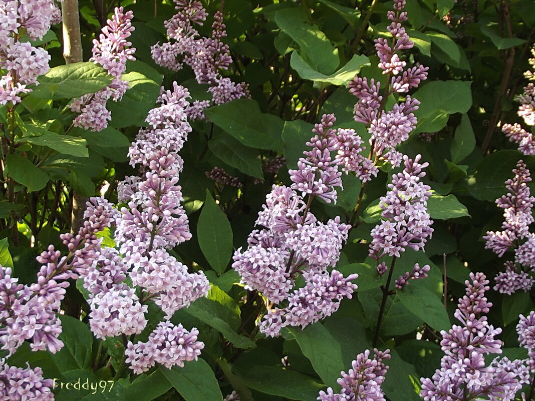 Венгерская сирень - Freddy 97