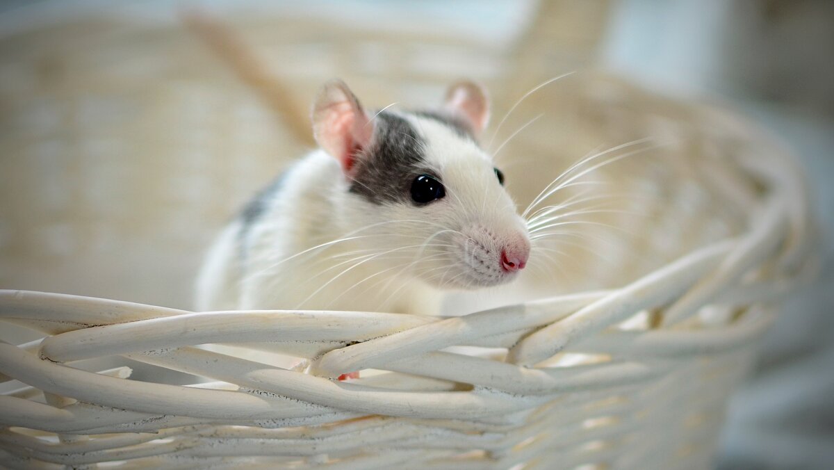 Кот и мыши - Александр Бочериков