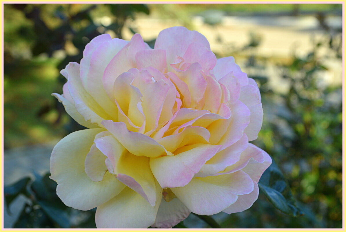 Роза солнечная! - Светлана Хращевская