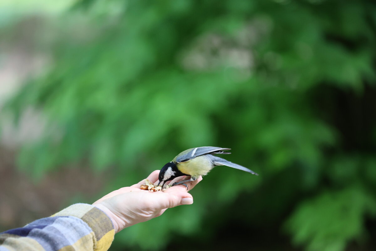 Завтрак на ладошке. - Александр Кондаков Завтрак на ладошке. - Александр Кондаков
