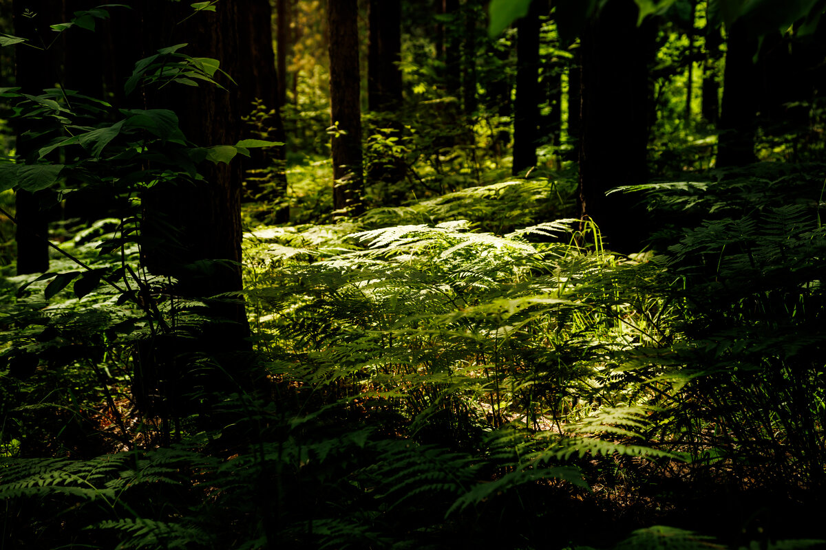 полянка - Aleksey Zaikin