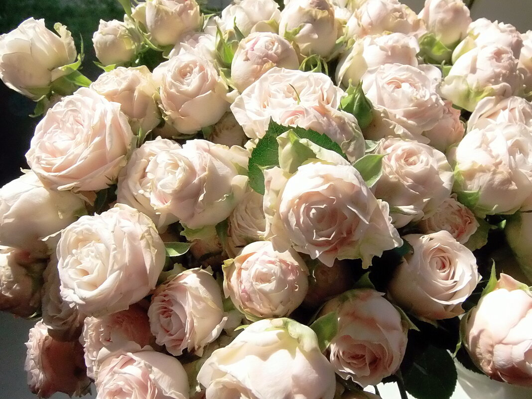 * * * - Елена * * * - Елена