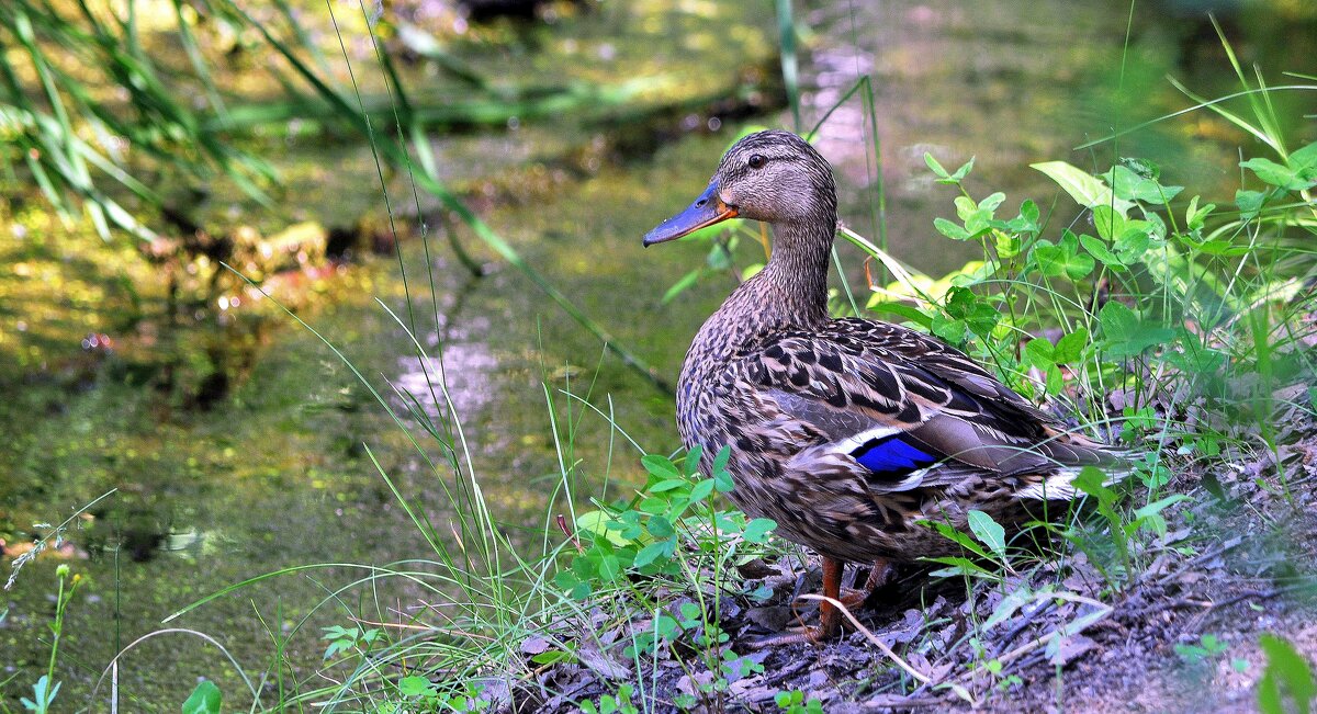На страже.... - Анатолий Анищик