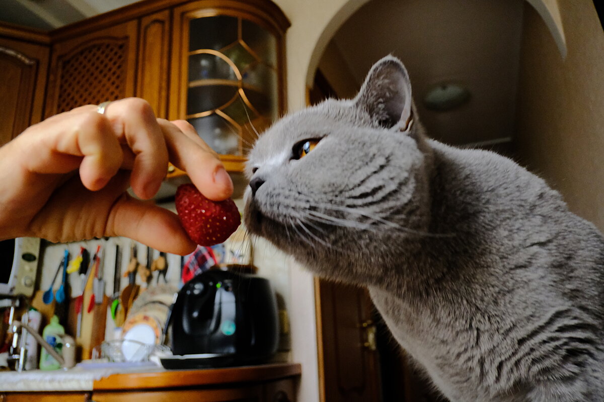 Не! Не зашла... - Лютый Дровосек Не! Не зашла... - Лютый Дровосек