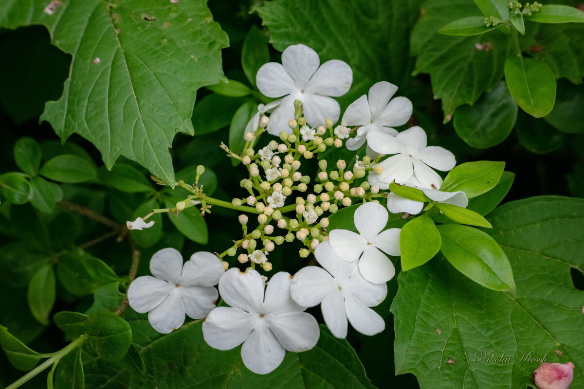 Майский этюд с калиной... - Николай Гирш