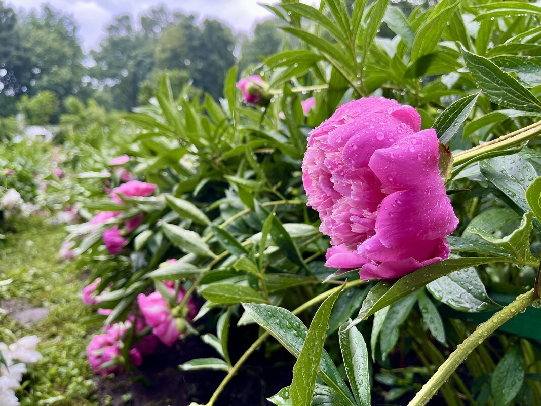 Пионы у ЛН Толстого - Александр Конов