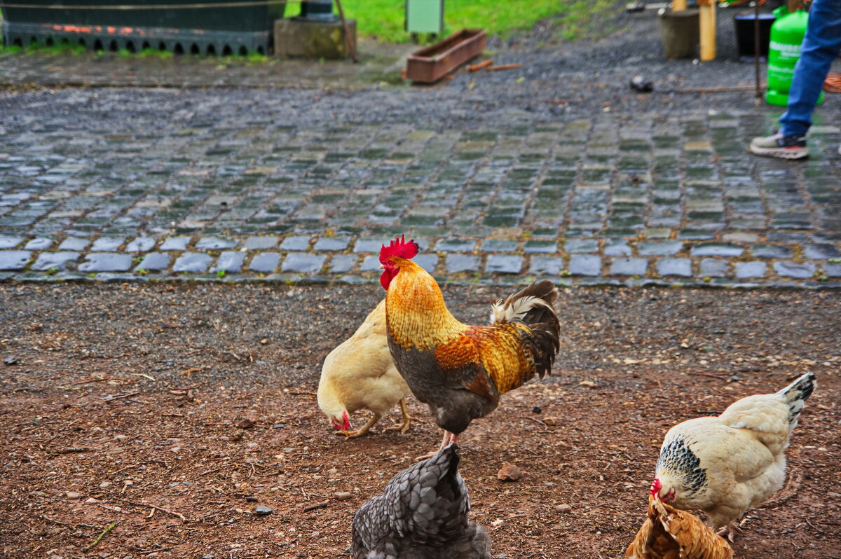 *** - Witalij Loewin