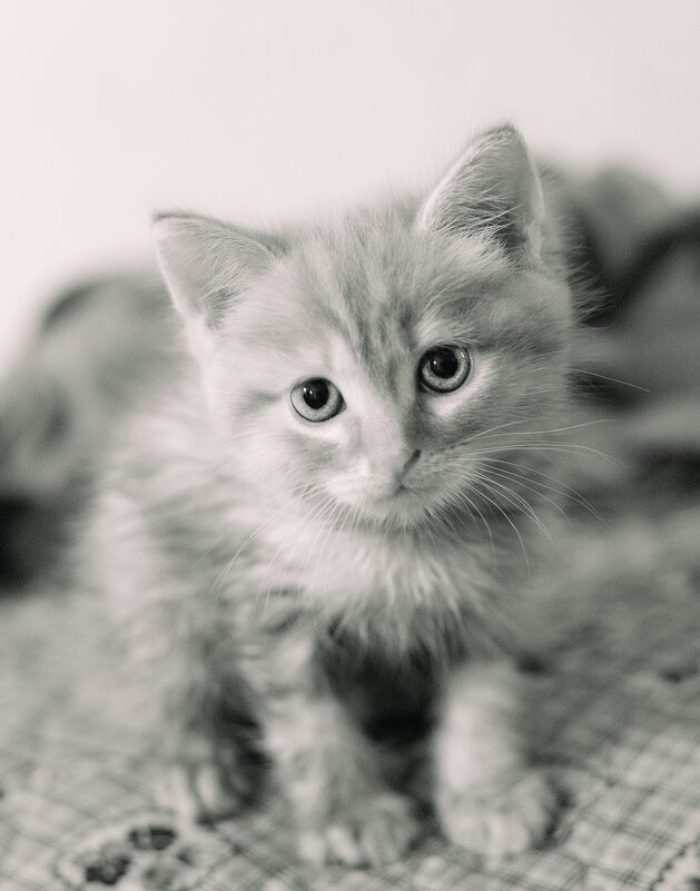 Кот - Pavel Bamboleo