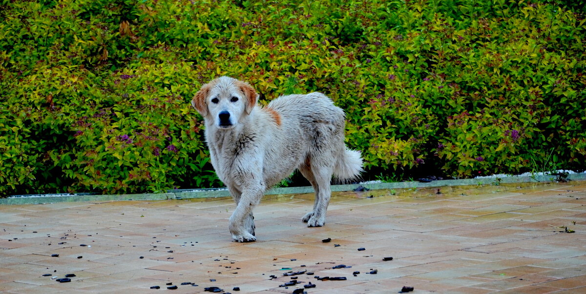 Бродяжка. - Alex 711402