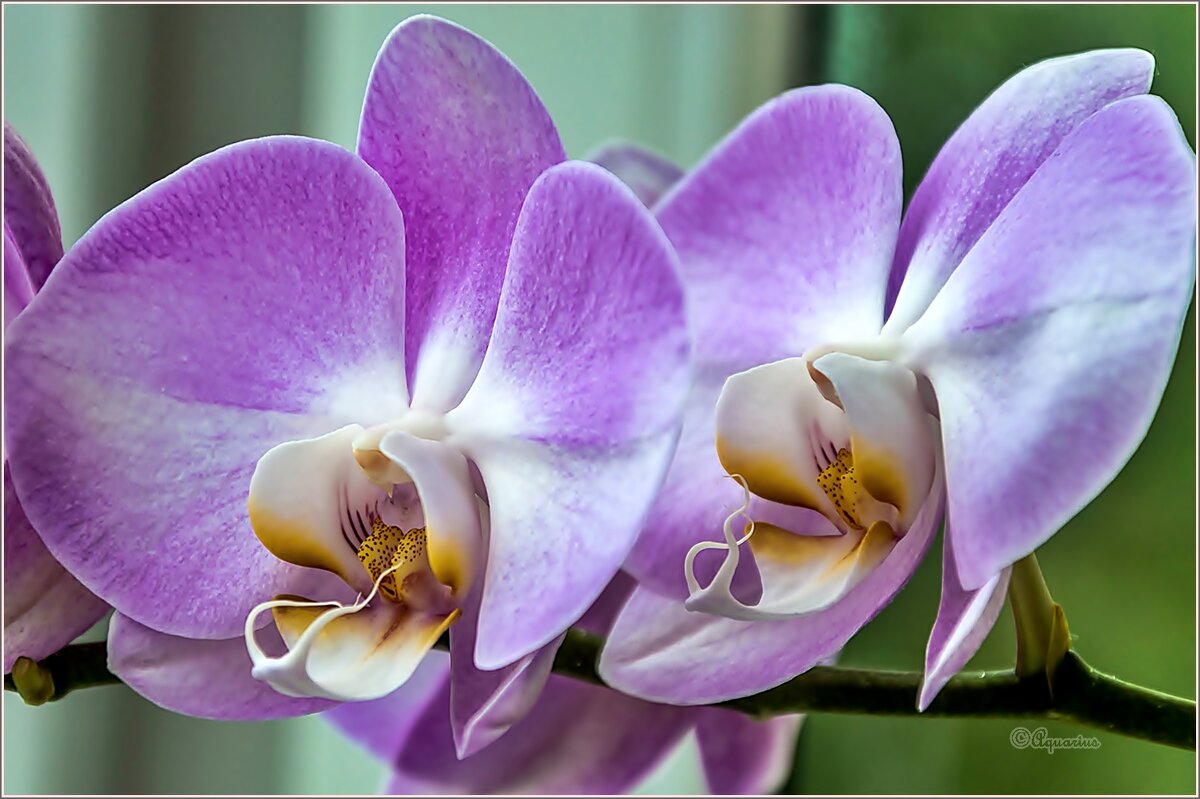 Про цветы.... - Aquarius - Сергей