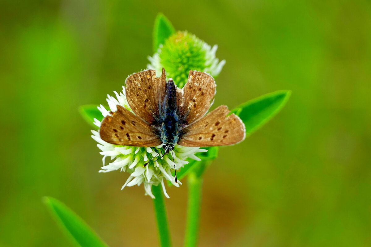 опять про бабочек 26 - Александр Прокудин опять про бабочек 26 - Александр Прокудин