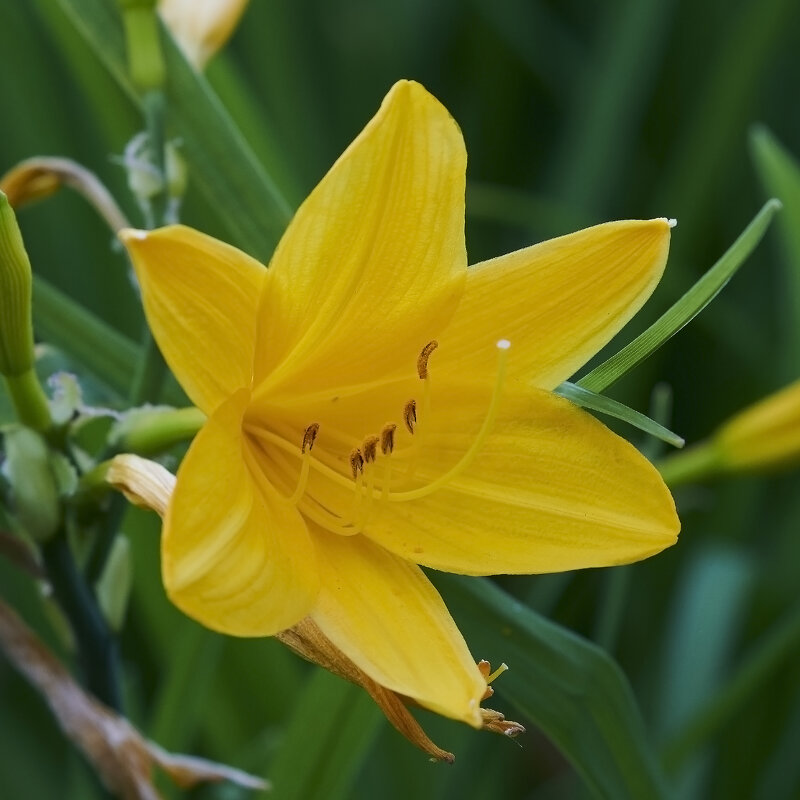 Лилейник жёлтый ранний - Минихан Сафин Лилейник жёлтый ранний - Минихан Сафин