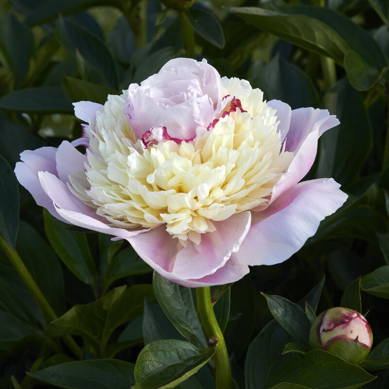 Пион рапсодия - Минихан Сафин