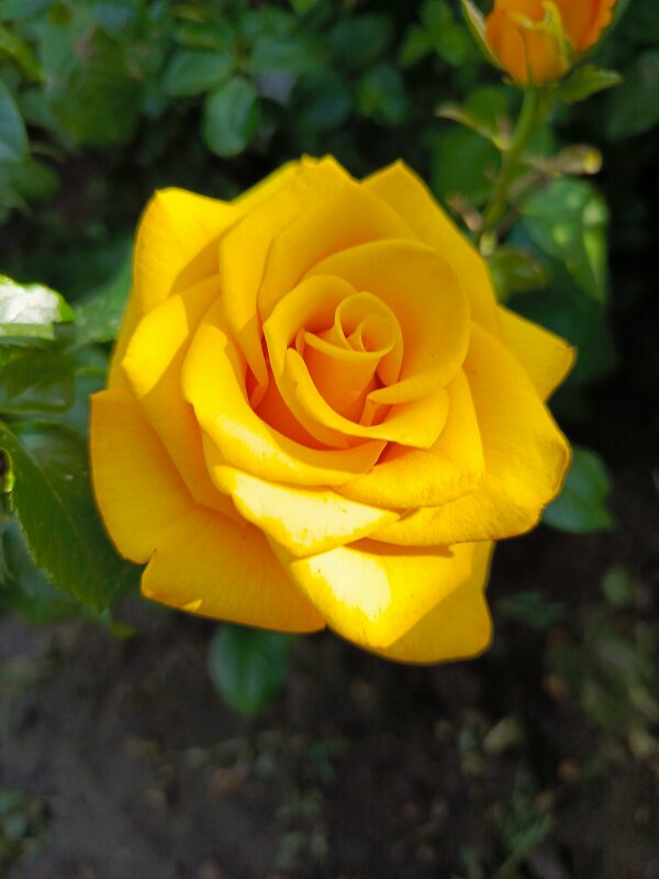 Королева - Татьяна Пальчикова