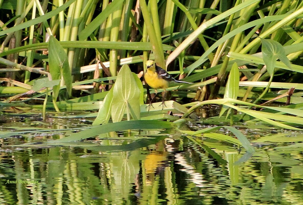 Жёлтая трясогузка на берегу речки Свинцовки. - Восковых Анна Васильевна Жёлтая трясогузка на берегу речки Свинцовки. - Восковых Анна Васильевна