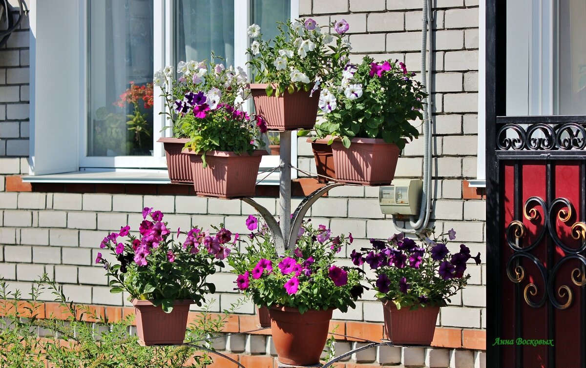 Петунии у дома подруги. - Восковых Анна Васильевна Петунии у дома подруги. - Восковых Анна Васильевна