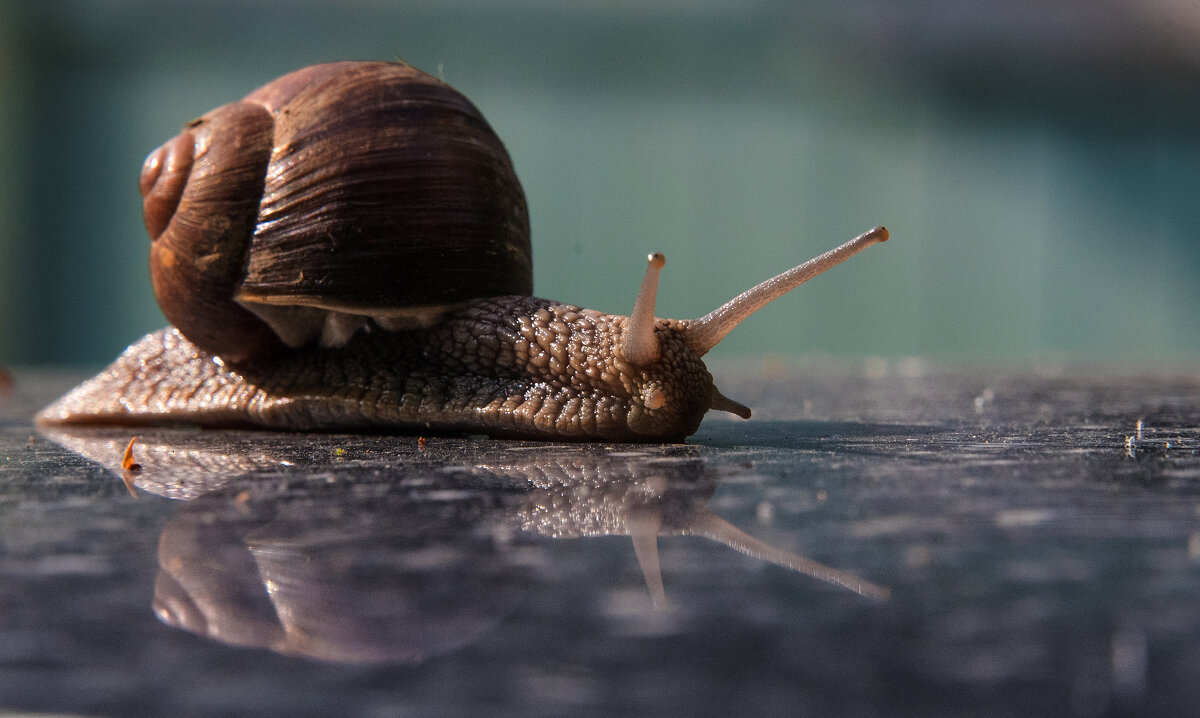 Путешествие улитки. - Владимир Безбородов