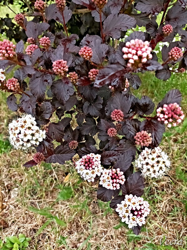 Пузыреплодник калинолистный (физока́рпус) - Veera V Пузыреплодник калинолистный (физока́рпус) - Veera V